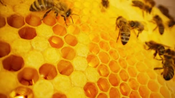 蜂群聚集在蜂窝上 极端宏观画面 昆虫在木制蜂窝中工作 从花朵花粉中采集花蜜 制造甜蜂蜜 养蜂概念 集体工作 — 图库视频影像