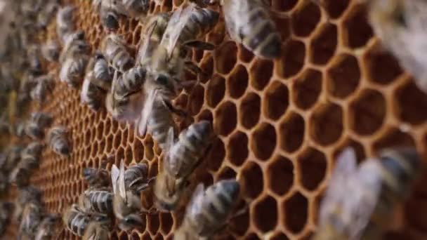 蜜蜂一家在蜂窝上干活 蜂房中Carniolan蜂蜜的生命 商业授粉 粮食生产者的概念 高质量4K — 图库视频影像