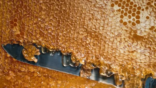 Peternak Lebah Secara Manual Memotong Sarang Lebah Tertutup Dengan Pisau — Stok Video
