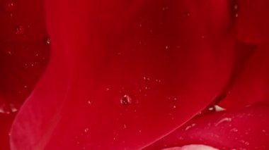 Kırmızı güller açıyor, büyük tomurcuklara yapraklar dökülüyor. Çiy damlaları, çiçekli halı dokusu, çiçek arkaplanı. Makro çiçek açan doğa manzarası. Düğün, Sevgililer Günü konsepti.