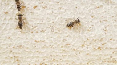 Arı ailesi arı kovanında bal peteği üzerinde çalışıyor. Kovandaki Carniolan bal arısının hayatı. Arıcılık kavramı, ticari tozlaştırıcılar, gıda üreticileri. Yüksek kalite 4k