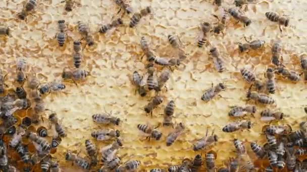 Bijenfamilie Werkt Aan Honingraat Bijenstal Leven Van Carniolan Honingbij Korf — Stockvideo