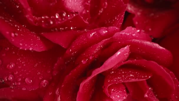 Rosas Rojas Floreciendo Pétalos Capullo Grande Gotas Rocío Textura Superficie — Vídeos de Stock