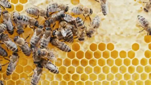 Οικογένειες Μελισσών Που Εργάζονται Κηρήθρα Στο Μελισσοκομείο Ζωή Της Μέλισσας — Αρχείο Βίντεο