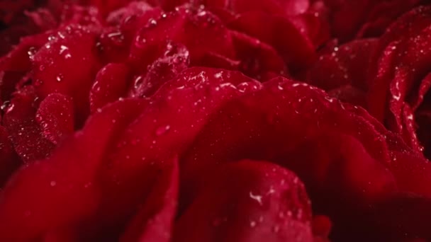 Rode Rozen Bloeiend Bloemblaadjes Grote Knop Dew Druppels Bloemen Tapijt — Stockvideo