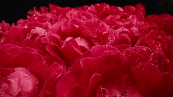Rosas Vermelhas Florescer Pétalas Botão Grande Gotas Orvalho Textura Superfície — Vídeo de Stock