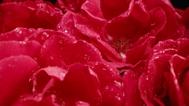 Fiori Rose Rosse Petali Sul Bocciolo Gocce Rugiada Texture Della — Video Stock