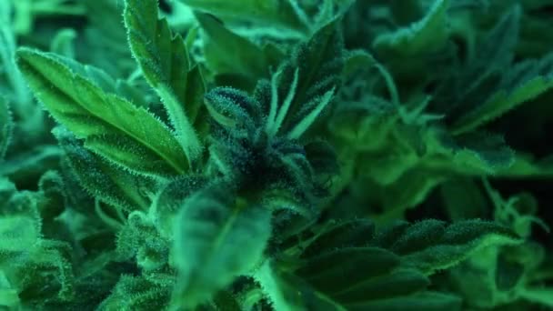 Indica Rasterde Kruidencannabis Gloeiend Neonlicht Sativa Marijuana Bush Laat Macro — Stockvideo