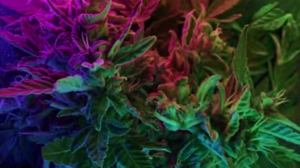 大麻沙司种植在发光的霓虹灯下 指示性细密化的大麻草叶宏观背景 大麻种植 高质量的4K镜头 — 图库视频影像
