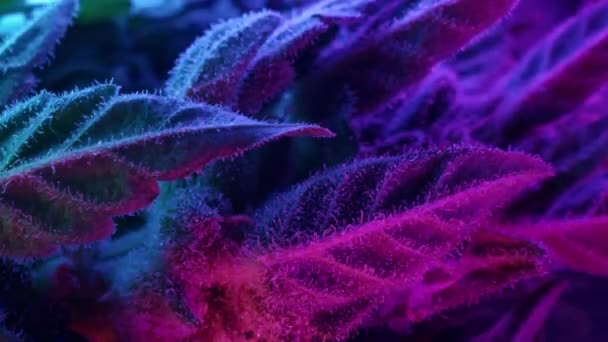 Sativa Marijuana Plant Gloeiend Neon Licht Indica Rasterde Kruiden Cannabisblad — Stockvideo