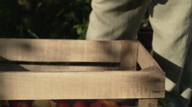 Kırsal kesimdeki meyve bahçesinde ağaçtan kırmızı elma toplayan bir kadın. Tahta kutu. Mutlu bahçıvan, genç çiftçi tarzı. Sağlıklı bir yaşam tarzı. Yüksek kalite 4k görüntü