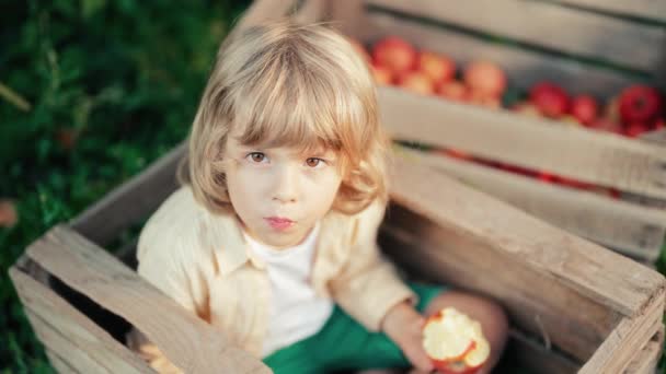 可爱的小孩在果园的木盒里吃成熟的红苹果 儿子在自家花园探索植物 大自然在秋天的乡间 精彩的一幕家庭 童年概念 — 图库视频影像