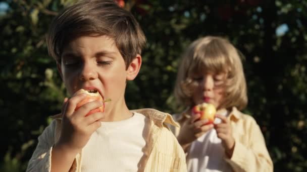 Słodcy Mali Chłopcy Podnoszący Dojrzałe Czerwone Jabłka Kosza Bracia Ogrodzie — Wideo stockowe