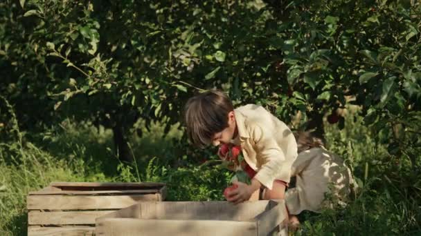 사과를 바구니에 귀여운 아이들 정원의 형제들은 가을에 자연을 장면이죠 쌍둥이 — 비디오