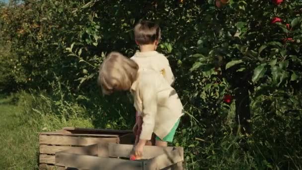 Meninos Bonitos Pegando Maçãs Vermelhas Maduras Cesto Irmãos Jardim Explora — Vídeo de Stock
