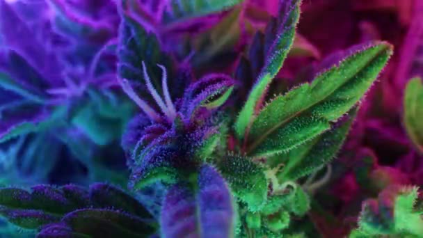 大麻沙司种植在发光的霓虹灯下 指示性细密化的大麻草叶宏观背景 大麻种植 高质量的4K镜头 — 图库视频影像