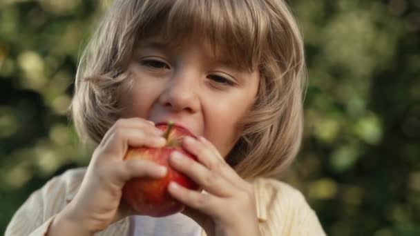 可爱的小男孩在美丽的花园里吃成熟的红苹果 儿子在秋天探索植物 大自然 与孩子的惊人场景 童年概念 — 图库视频影像