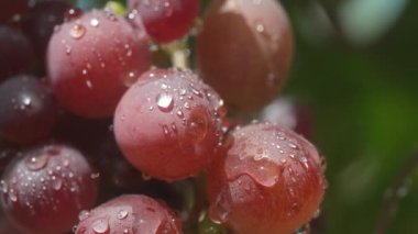 Taze olgun üzüm dalı ve doğal arka planda su damlaları. İtalya 'da gün batımında üzüm bağı. Şarap üzümü hasadı. Vitaminler, diyet. Yüksek kalite 4k görüntü