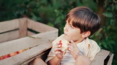 Meyve bahçesindeki tahta kutuda olgun kırmızı elma yiyen tatlı küçük çocuk. Evdeki oğlum, sonbahar kırsalında doğayı, bitkileri keşfediyor. Harika bir sahne. Aile, aşk, hasat, çocukluk kavramı