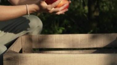 Kırsal kesimdeki meyve bahçesinde ağaçtan kırmızı elma toplayan bir kadın. Tahta kutu. Mutlu bahçıvan, genç çiftçi tarzı. Sağlıklı bir yaşam tarzı. Yüksek kalite 4k görüntü