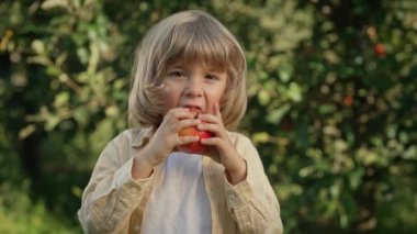 Güzel bahçede olgun kırmızı elma yiyen tatlı küçük bir çocuk. Sonbaharda doğayı, bitkileri keşfeder. Çocukla harika bir sahne. Çocukluk kavramı