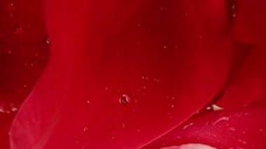 Makro manzara, koridorda kaygan hareketler çiçek açan güller, tomurcuklarda yapraklar. Yaz çiçekli halı dokusu - kırmızı çiçekler çiçek arkaplanı. Makro çiçek açan doğa manzarası. Düğün, Sevgililer Günü konsepti