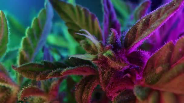 Sativa Marijuana Plant Gloeiend Neon Licht Indica Rasterde Kruiden Cannabisblad — Stockvideo