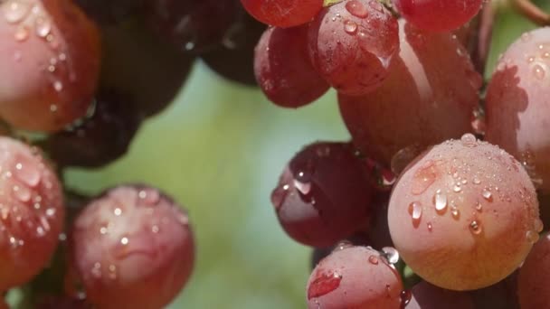 Branch Fresh Ripe Grape Water Drops Nature Background Vineyard Sunset — Stock Video