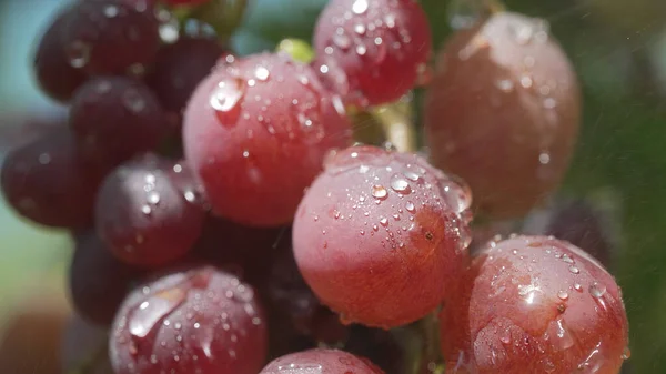 Branch Fresh Ripe Grape Water Drops Nature Background Vineyard Sunset — Stock Photo, Image