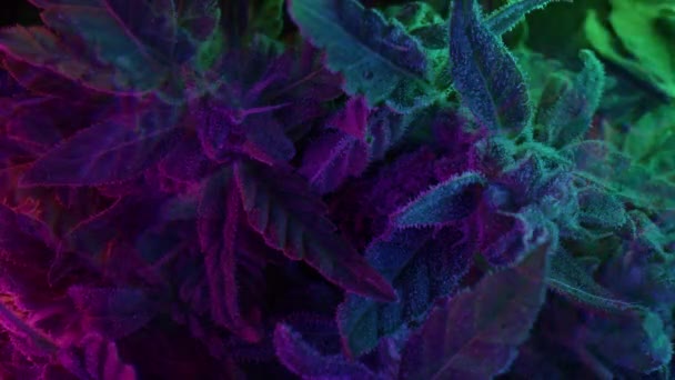 Parlayan Neon Işıkta Sativa Marijuana Bitkisi Indica Bitkisel Kenevir Yaprağını — Stok video