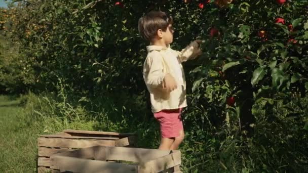 Lindos Niños Pequeños Recogiendo Manzanas Rojas Maduras Cesta Hermanos Jardín — Vídeos de Stock