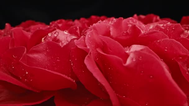 Макро Вид Ползунок Движется Проходу Цветущие Розы Лепестки Бутонах Летний — стоковое видео