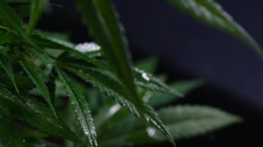 Rasterize bitkisel kenevir yaprağı yakından. Evde kenevir yetiştiriciliği. Yasadışı sigara içme aktiviteleri, esrar konsepti. Yüksek kalite 4k görüntü