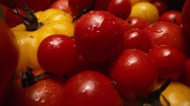 Ekstrem makro domates çeşitliliği. Taze yiyecek, taze çiğ organik sebze hasadı. Çiftçilik, tarım kavramı. Olgunlaşma süreci. Yüksek kalite 4k görüntü