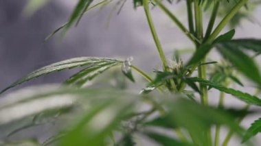 Makro kenevir duman bulutu içinde çalılık eker. Tıbbi kullanım ve çalışmalar için organik bitkisel indica marihuana. Eğlence amaçlı uyuşturucu, uyuşturucu konsepti.