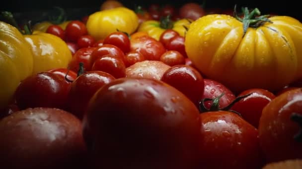 极端宏观西红柿的背景多种多样 新鲜的食物 成熟的生有机蔬菜收获 农业概念 成熟的过程 高质量的4K镜头 — 图库视频影像