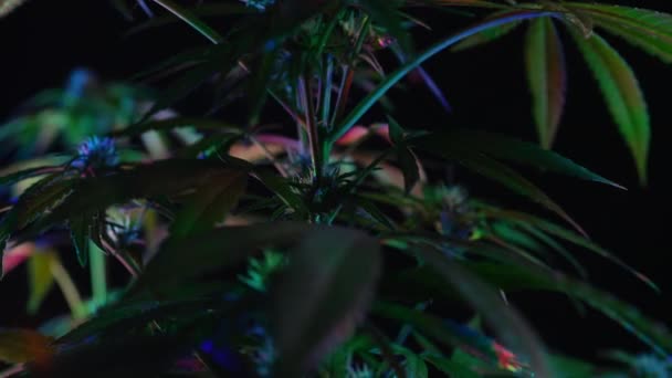 Sativa Tanaman Ganja Dalam Cahaya Neon Bercahaya Indica Rasterized Herbal — Stok Video