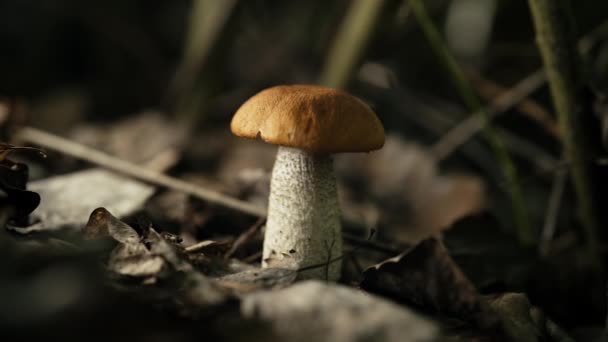 Edible Mushroom Leccinum Aurantiacum Orange Red Cap Stalk Fungus Boletus — Stock Video
