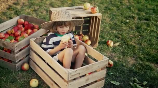 果樹園の木箱で熟した赤いリンゴを食べるかわいい幼児の少年 家庭菜園の息子は 秋の田舎の植物 自然を探検しています 素晴らしいシーン 子供時代の概念 — ストック動画