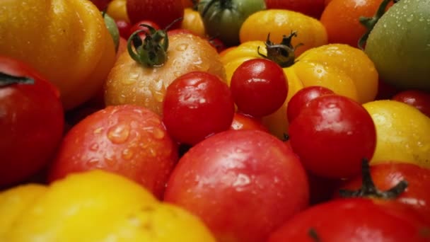 Extrémní Makro Rajčata Odrůda Pozadí Čerstvé Jídlo Zralá Organická Sklizeň — Stock video