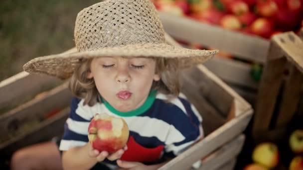 果樹園の木箱で熟した赤いリンゴを食べるかわいい幼児の少年 家庭菜園の息子は 秋の田舎の植物 自然を探検しています 素晴らしいシーン 子供時代の概念 — ストック動画