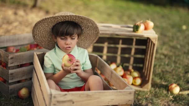 Criança Bonito Menino Comendo Maçã Vermelha Madura Caixa Madeira Pomar — Vídeo de Stock