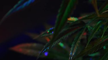 Parlayan neon ışıkta sativa marijuana bitkisi. Indica bitkisel kenevir yaprağını kökleştirmiş, makro detaylı arka plan. Kenevir yetiştiriciliği. Yüksek kalite 4k görüntü
