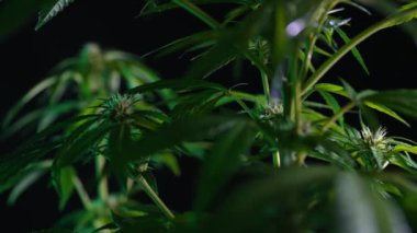Parlayan neon ışıkta sativa marijuana bitkisi. Indica bitkisel kenevir yaprağını kökleştirmiş, makro detaylı arka plan. Kenevir yetiştiriciliği. Yüksek kalite 4k görüntü