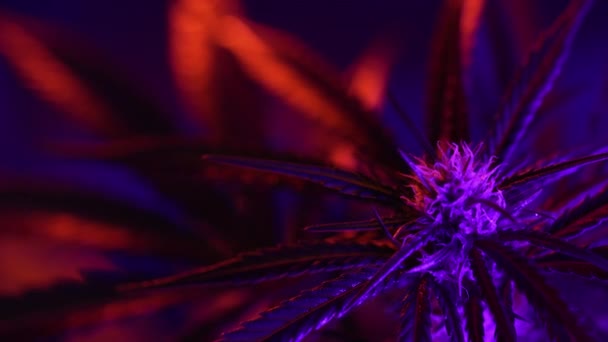 Pianta Marijuana Sativa Luce Fluorescente Indica Rasterizzato Foglie Cannabis Base — Video Stock