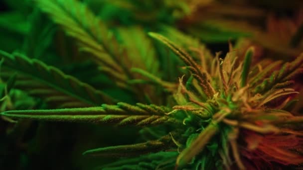 Planta Sativa Marijuana Lumină Strălucitoare Neon Indica Rasterizat Fondul Macro — Videoclip de stoc