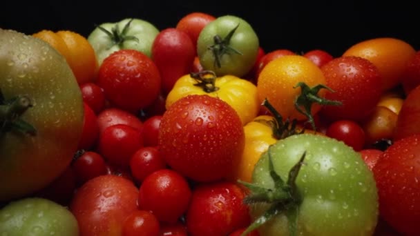 Fondo Extrema Variedad Tomates Macro Alimentos Frescos Cosecha Vegetales Orgánicos — Vídeos de Stock
