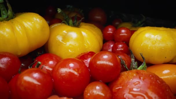 Extrême Macro Tomates Variété Fond Nourriture Fraîche Récolte Légumes Biologiques — Video
