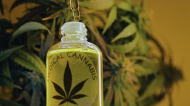 Cam şişe, esrar THC tentürü, bitkisel tedavi. İlaç olarak kenevir yağı. Alternatif tıp konsepti. Sativa bitkilerinden uyuşturucu yapmak. Yüksek kalite 4k görüntü