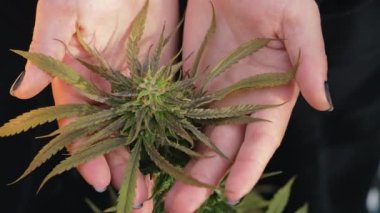 Tıbbi marihuana bitkisi ellerinde. İlaç laboratuarı için kenevir çiçeğini yakın çiftlikte hasat et. Yüksek kalite 4k görüntü